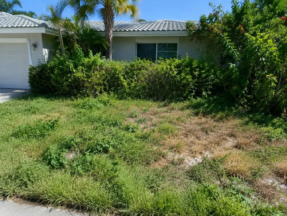 Overgrown Miami front yard with weeds, brown patches and messy hedges